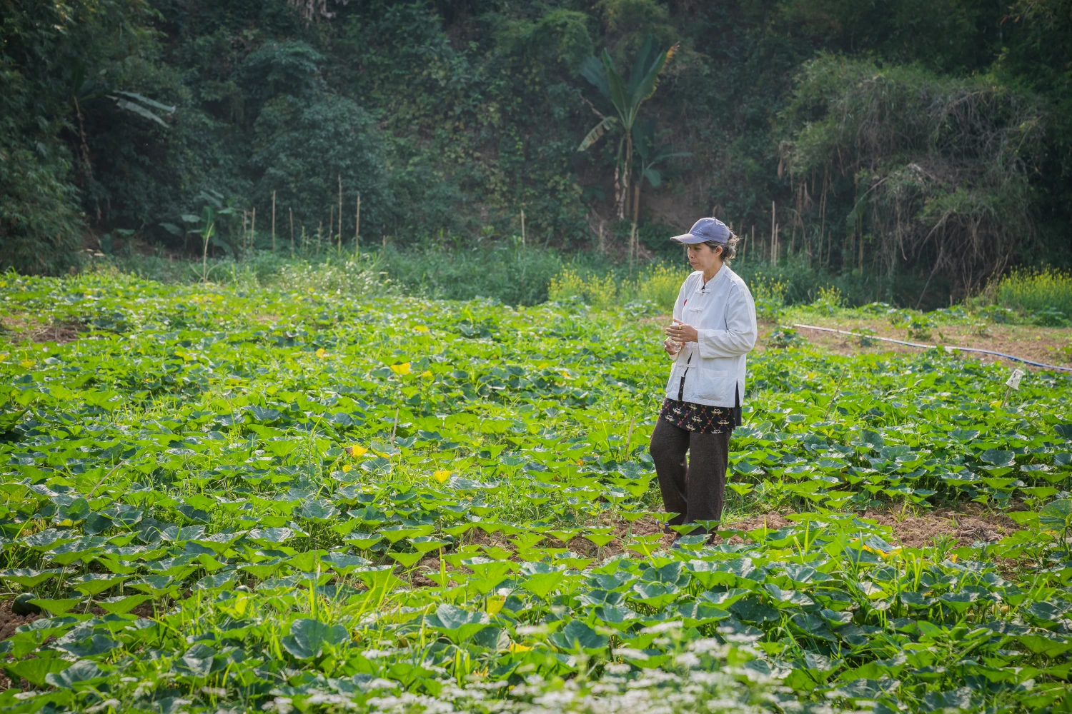 โครงการวิสาหกิจชุมชนเกษตรอินทรีย์บัวใหญ่ อ.นาน้อย จ.น่าน